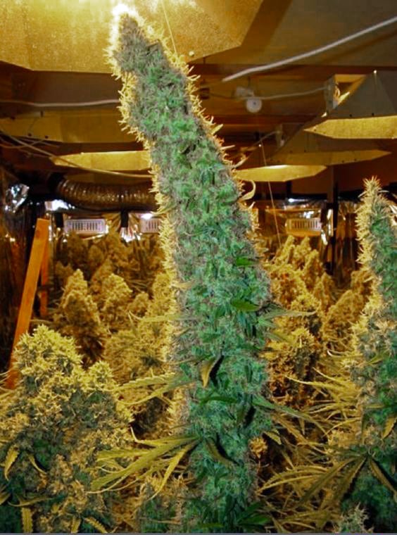 How to Maximise Yield for Cannabis Plants: Part 4- Finishing