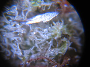 crushed glass in a bud of weed