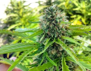 Weed shot