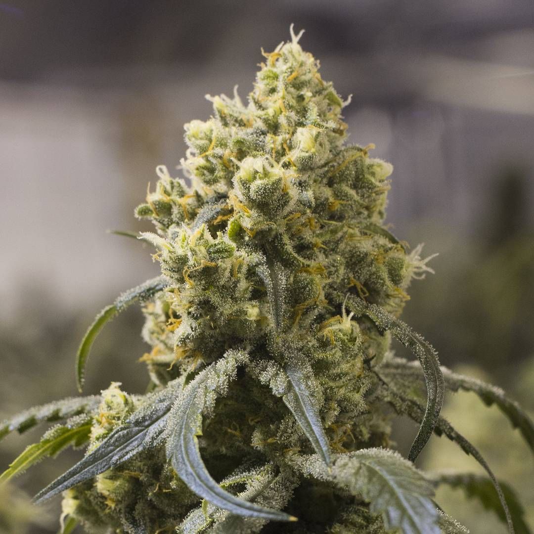 How to Maximise Yield for Cannabis Plants - Part 1 Genetics