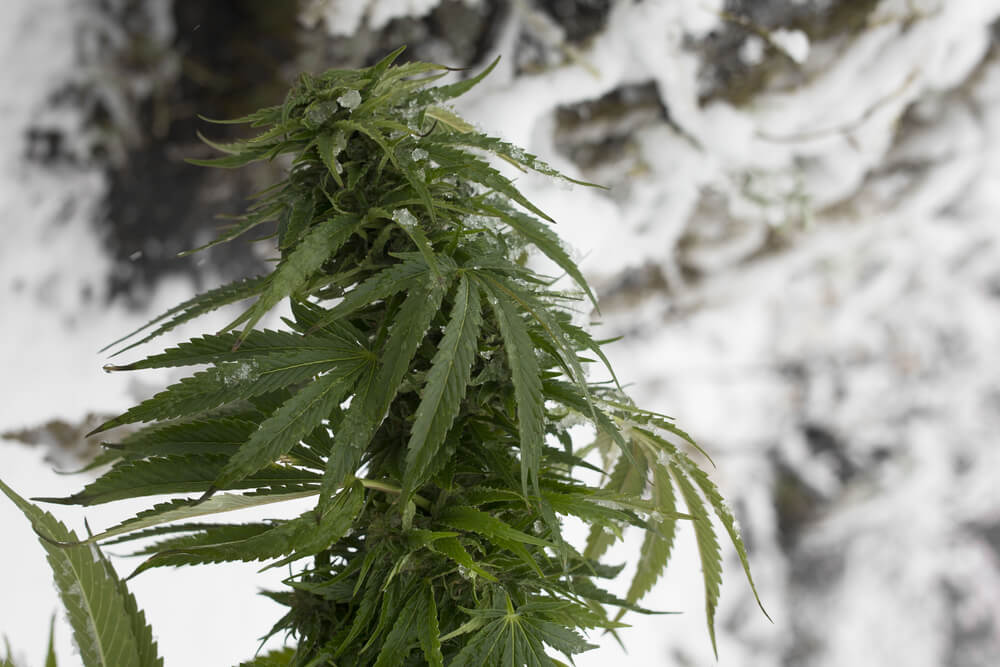 How to Grow Marijuana in Colder Climates