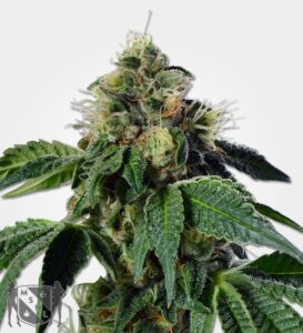 trainwreck_1
