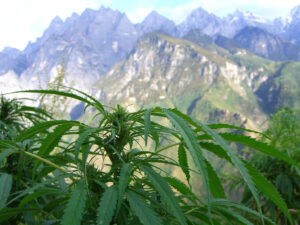 Weed growing in the wild
