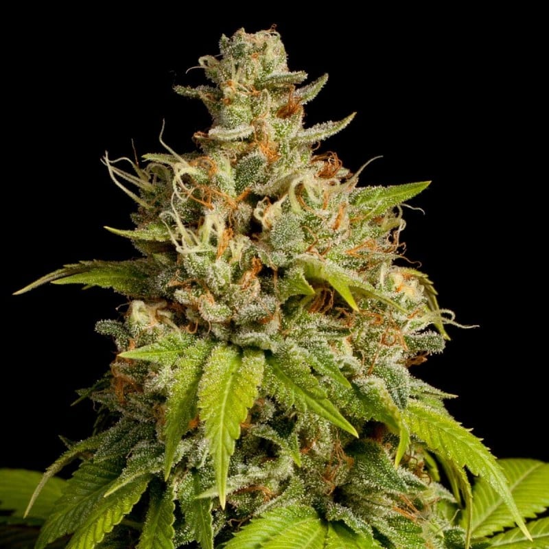 Everything You Need to Know about Durban Poison