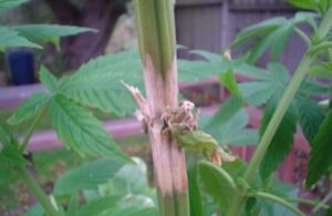 rotting stems on a marijuana plant