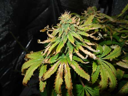 Cannabis Problems: Leaves & Flowers