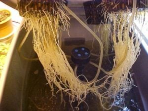 cannabis roots and stems