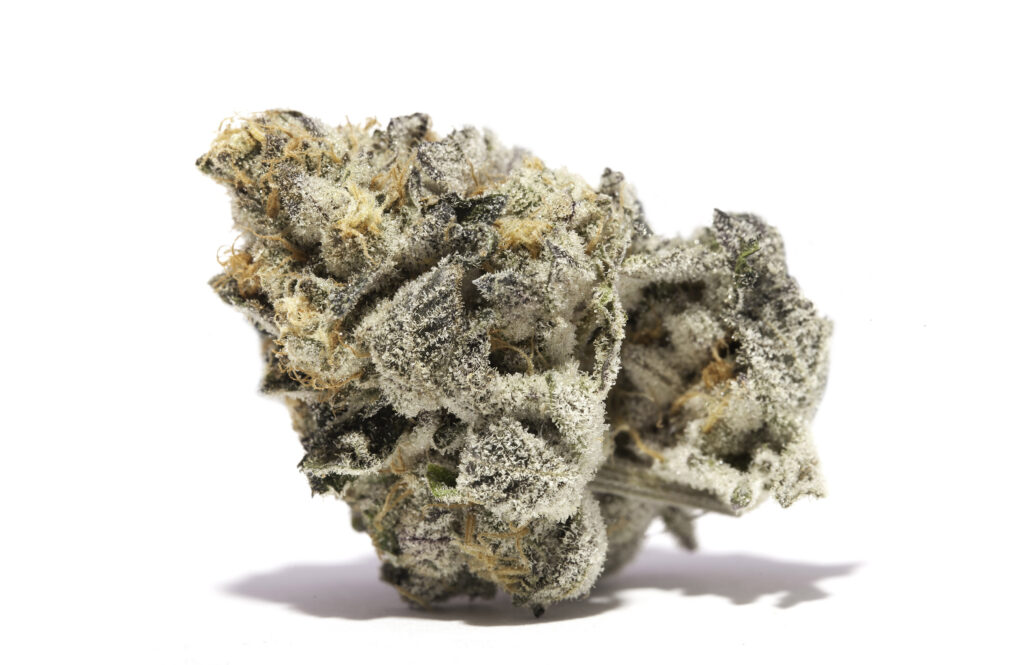 girl-scout-cookies-marijuana-marijuana-strain