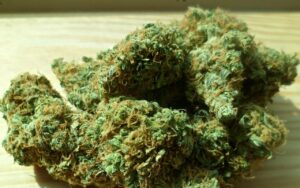 raw-cannabis