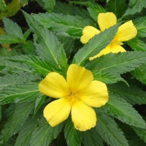 Damiana-flower-legal-high-Psychedelic