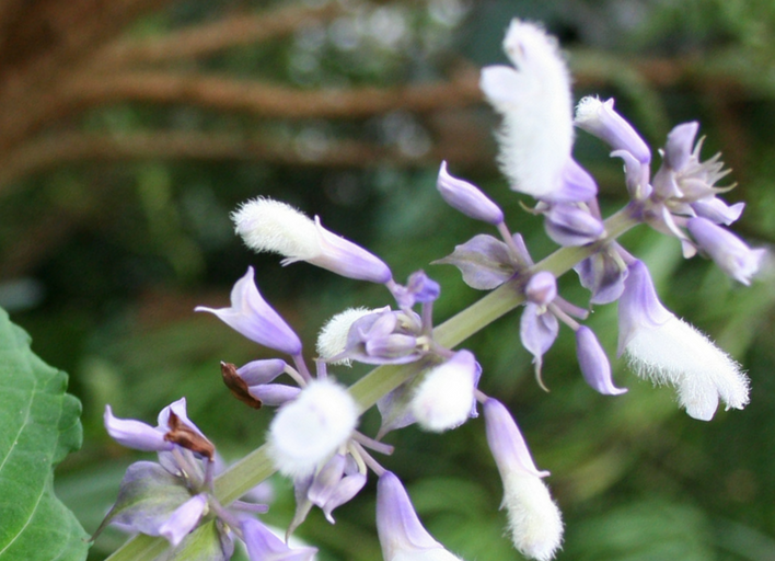 Salvia-Divinorum-legal-high-Psychedelic