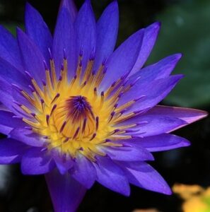 blue-lotus-flower-legal-high-Psychedelic