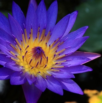 blue lotus flower legal high Psychedelic