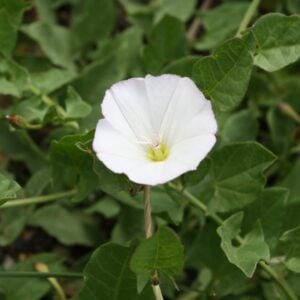 morning-glory-flower-legal-high-Psychedelic