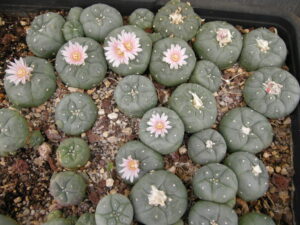 peyote-legal-high-cactus-Psychedelic-plant