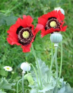 Opium Poppies