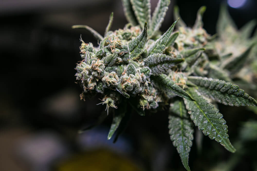 Everything you need to know about Headband OG