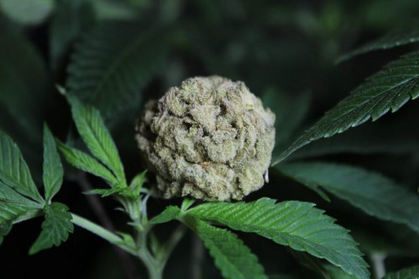 White Rhino Strain Growing