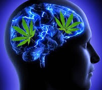marijuana-and-the-senses