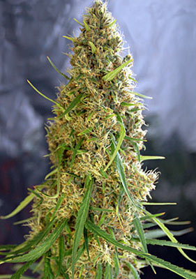 autoflowering-cannabis-plant