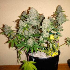 autoflowering-marijuana