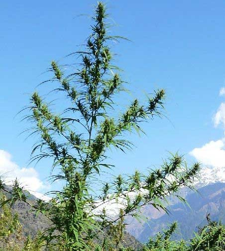 Best Landrace Sativa Strains