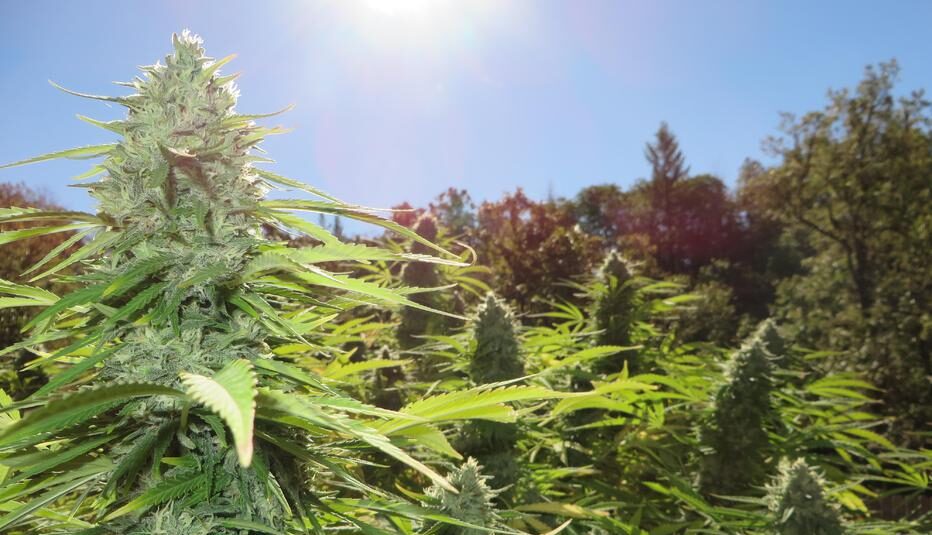 What Are Cannabis Landrace Strains?