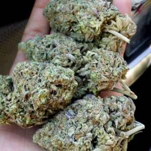 curing-buds-marijuana-harvesting