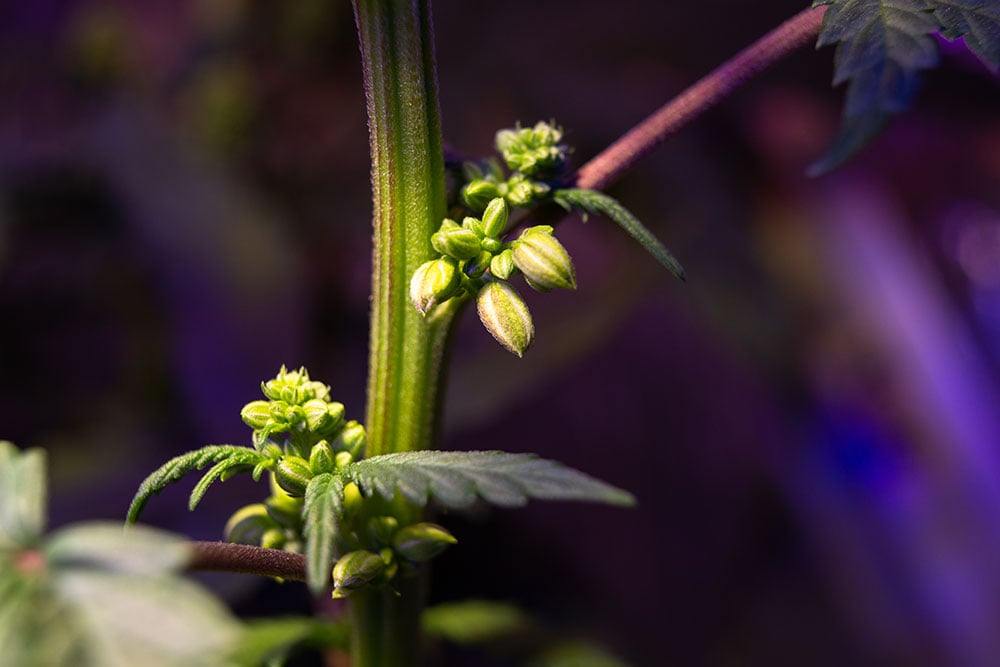 What causes a marijuana plant to hermie?