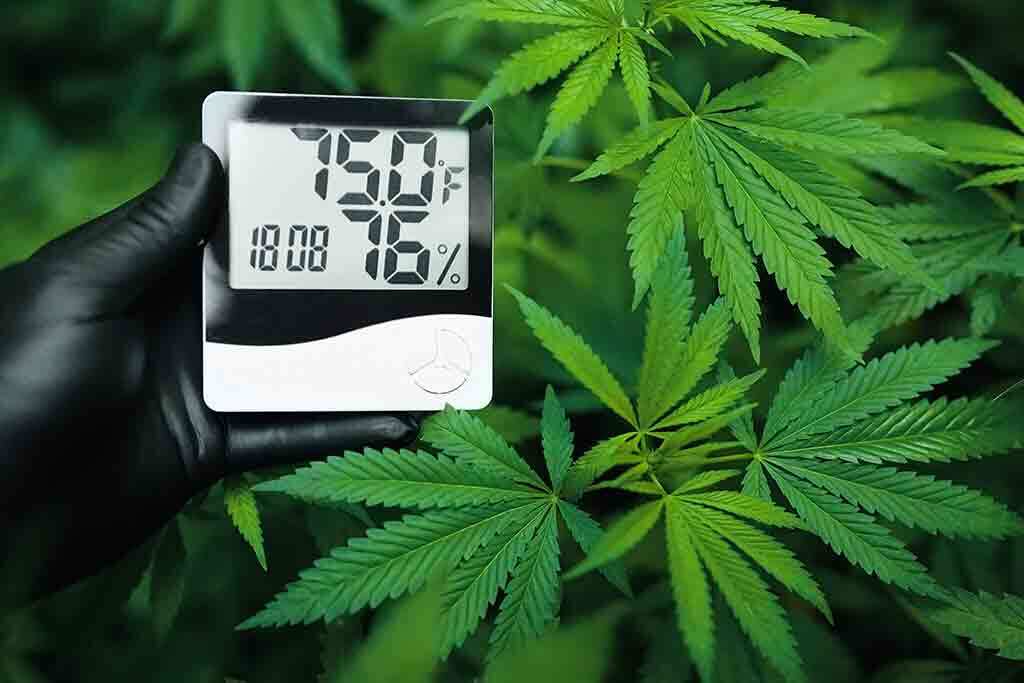 Grow Room Humidity Control for Marijuana Plants