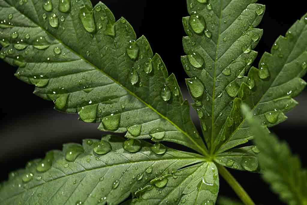 Water Droplets On Cannabis Leaf 