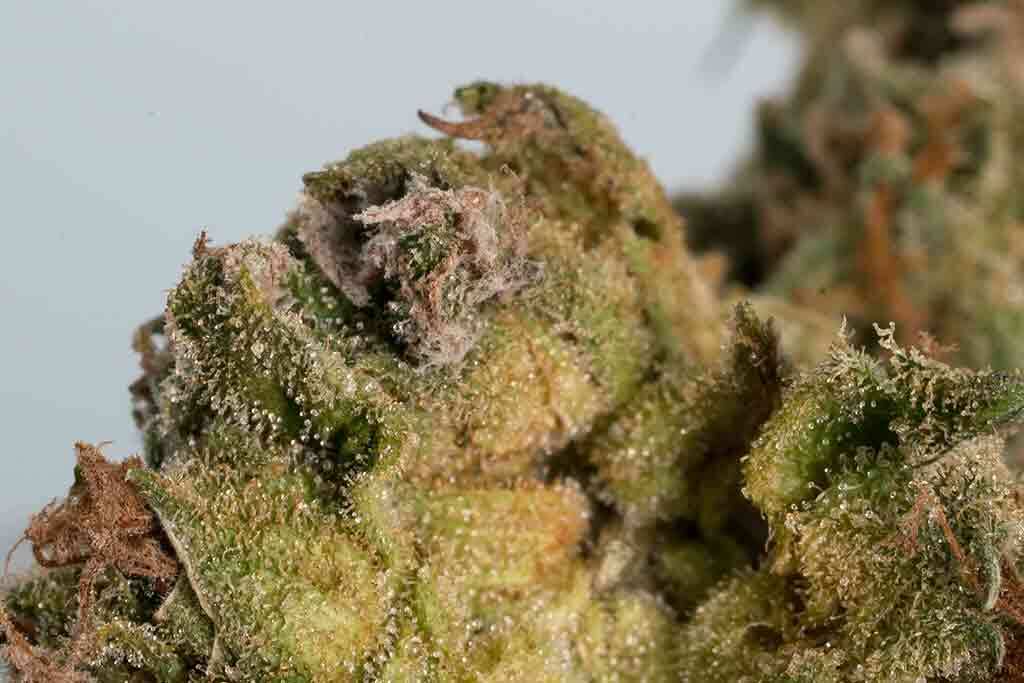 Cannabis bud rot