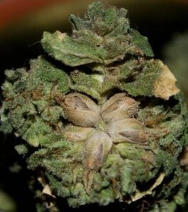 hermie-marijuana-bud