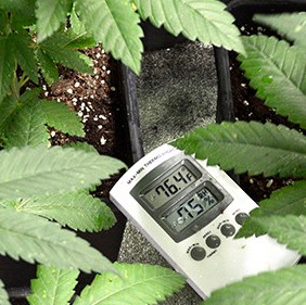 marijuana-humidity-thermometer