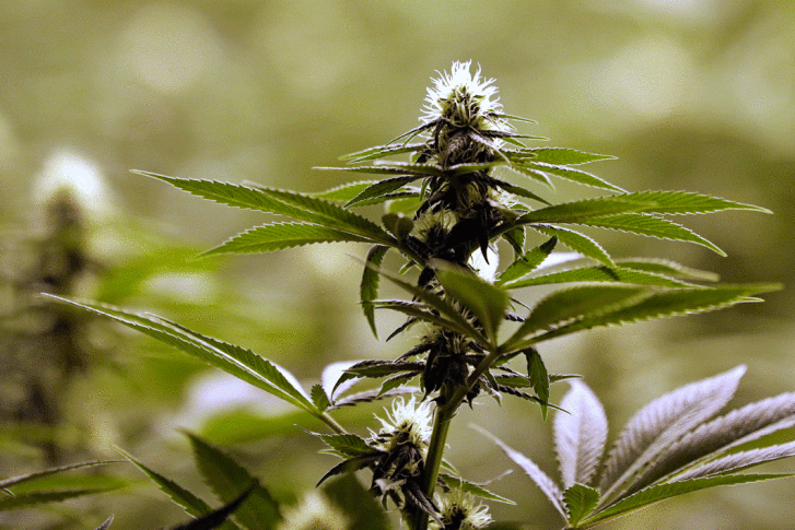 Marijuana Plant Anatomy: The Different Parts - Msnl Blog