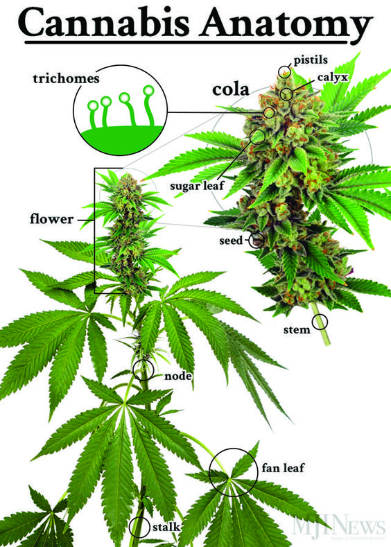 anatomy of a marijuana plant