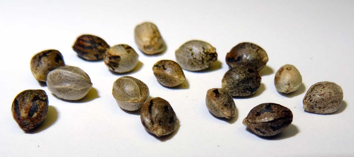 What does a female marijuana seed look like