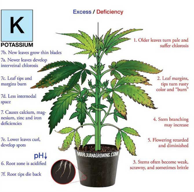 Potassium deficiency marijuana diagram