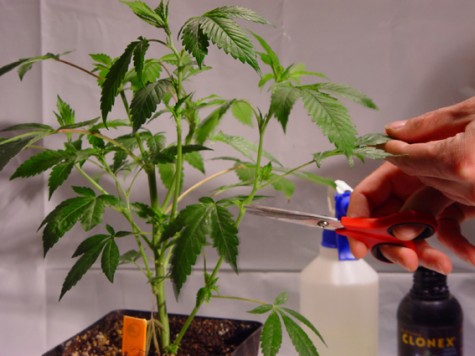 Cloning Marijuana Guide: How to clone marijuana plants