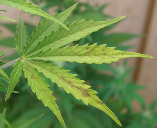 Phosphorous Deficiency: Fixing Your Sick Marijuana Plant
