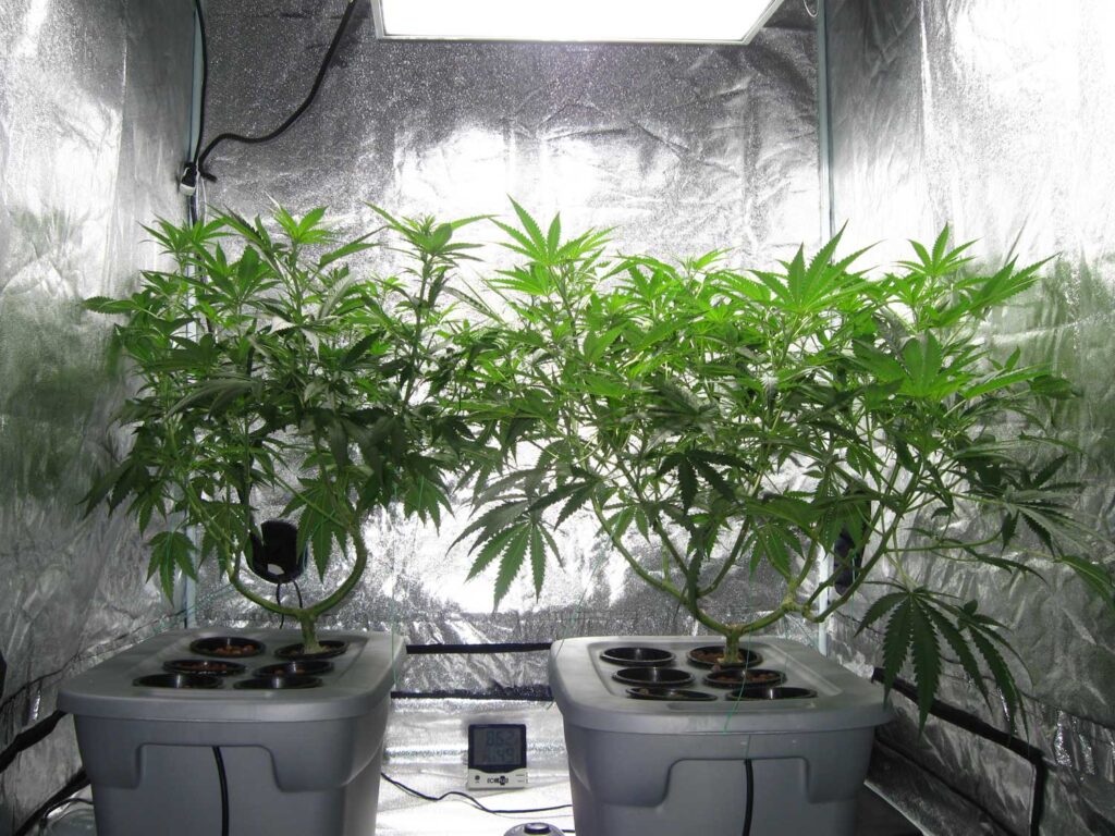 weed growing in hydroponic system