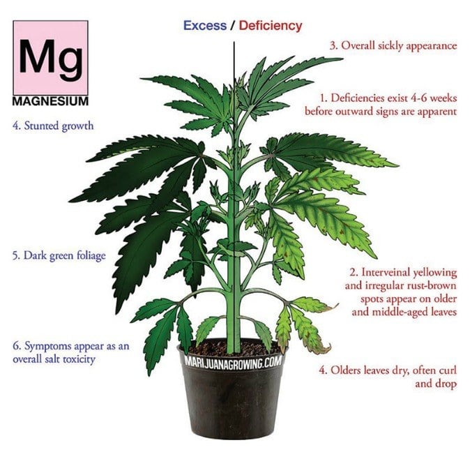 magnesium deficiency marijuana diagram