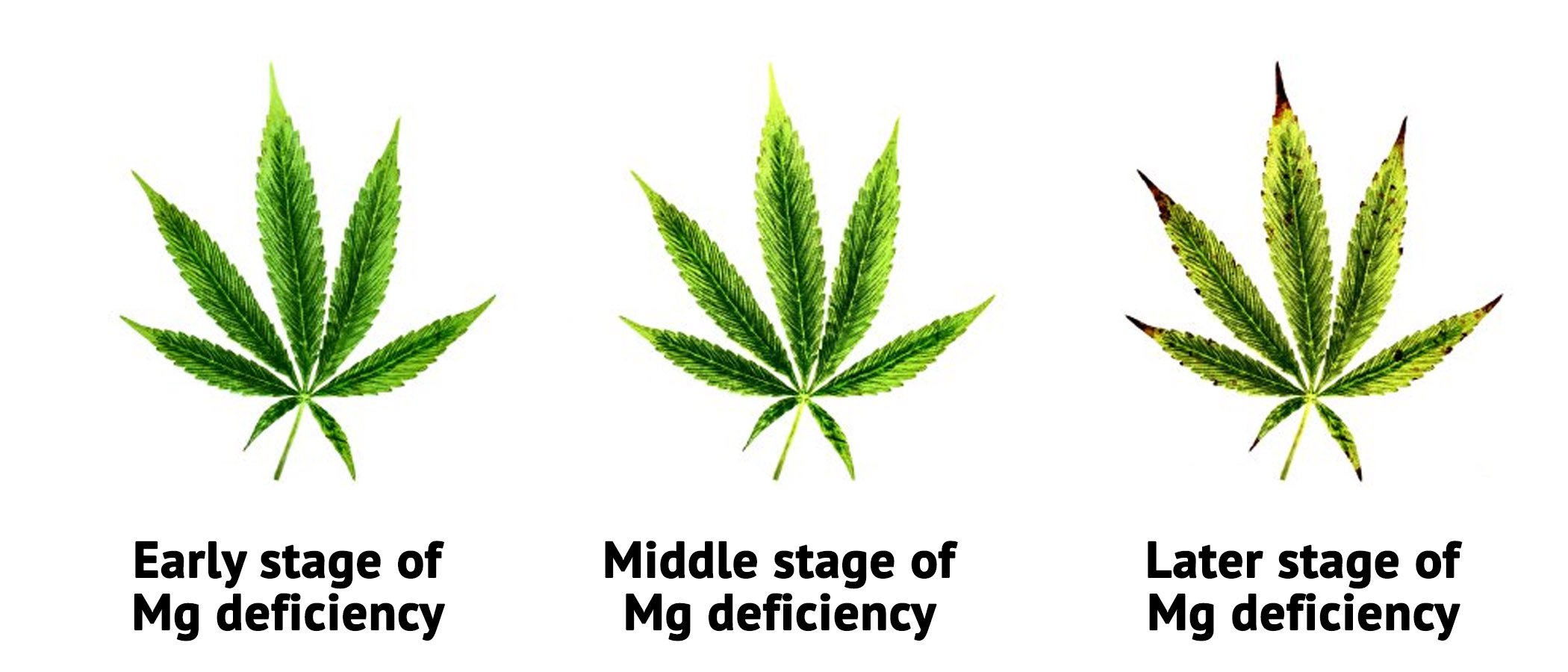 magnesium nutrient deficiency in marijuana