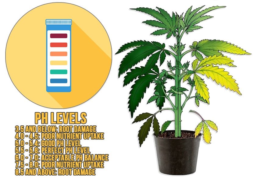 PH levels in marijuana