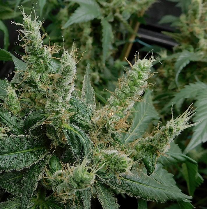 Why do some Cannabis Plants Foxtail?