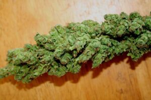 A bud of foxtail marijuana