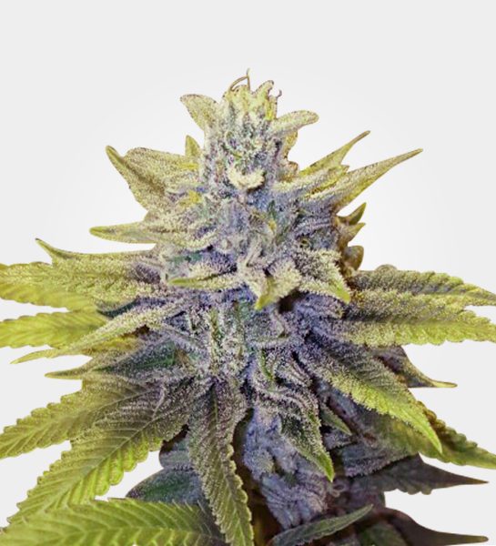 la-confidential
