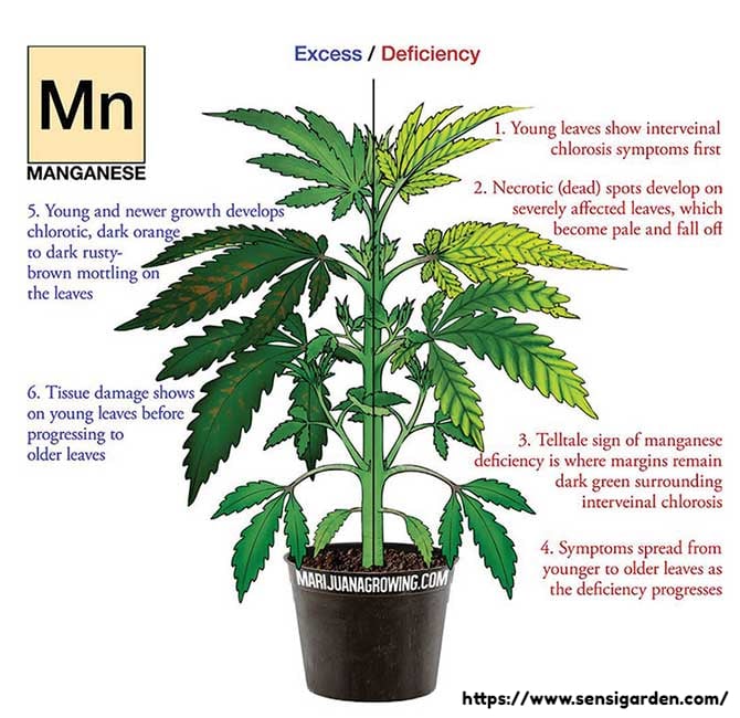 Manganese deficiency marijuana