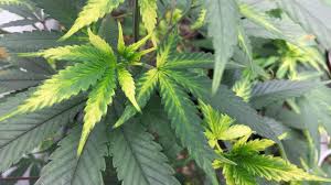 Marijuana plants with a Sulfer deficiency