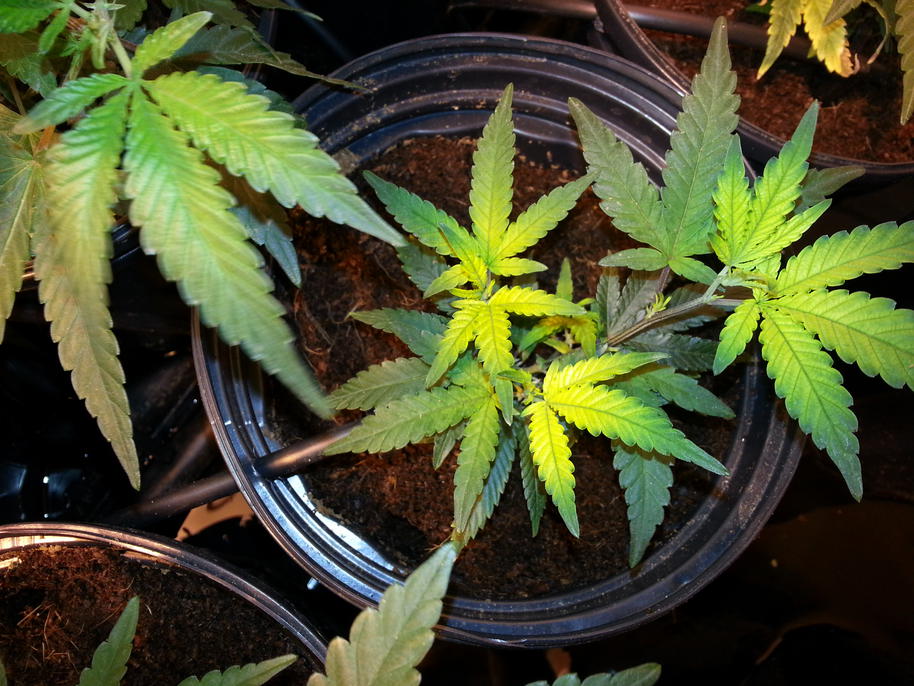 Sulfur Deficiency: Fixing Your Sick Marijuana Plant